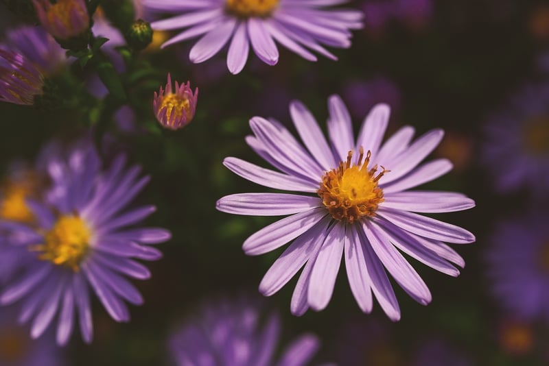 Asters