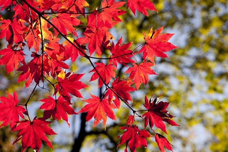 Fall Flowers
