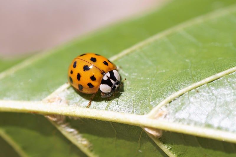 Ladybug in a garden