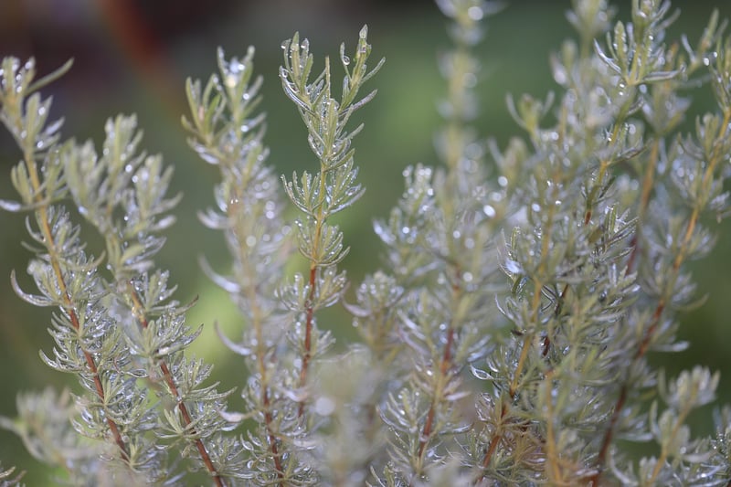 Rosemary herb garden