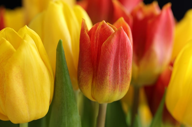 Tulips